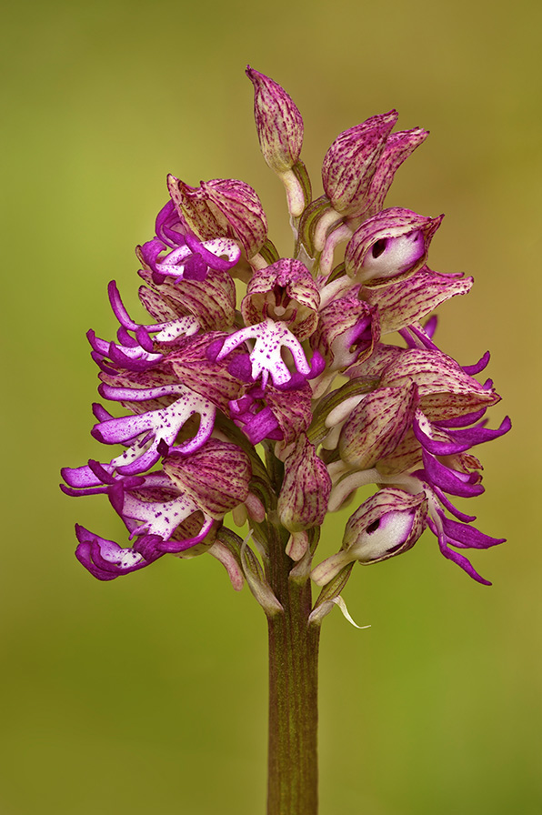 Orchis purpurea x Orchis simia?